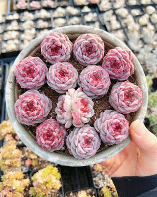 Rare Succulent - Echeveria Red Velvet (mini succulent) - image1
